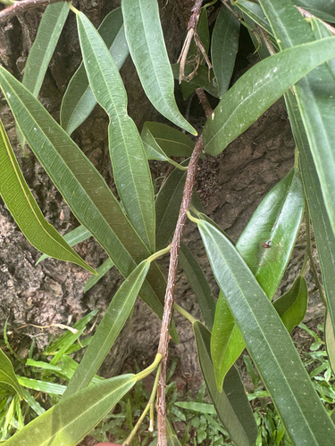 Ficus maclellandii, photograph 6