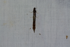 Lymexylidae