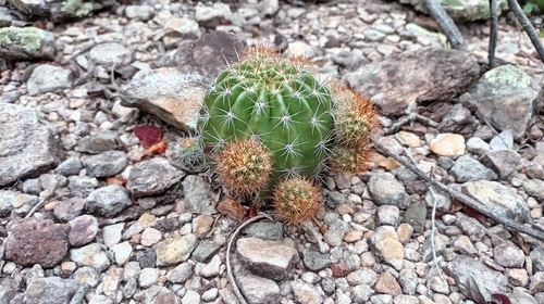 Echinopsis calochlora