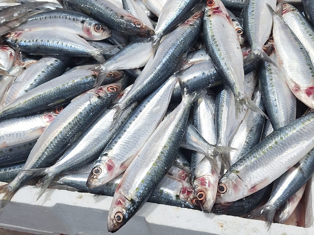 Northern pilchard (Amblygaster sirm) — Clupeidae