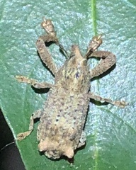 Orthorhinus
