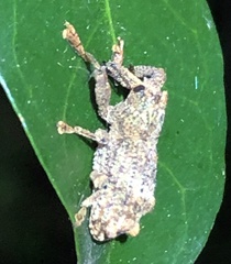Orthorhinus