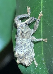 Orthorhinus