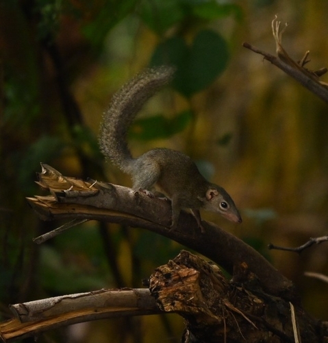 Northern Treeshrew, photo 5 of 10