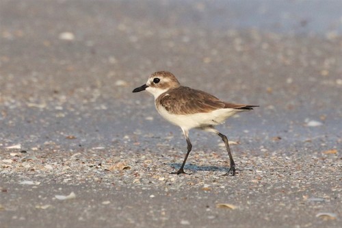 Chorlitejo mongol grande (Charadrius leschenaultii)