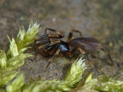 Harpactea hombergi
