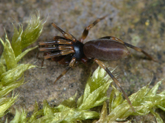 Harpactea hombergi