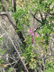 Penstemon parryi