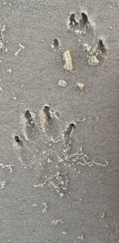 Crab-eating Raccoon
