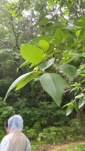 Alnus firma, 2026-05-21