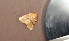 Thallophaga hyperborea