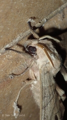 Marumba