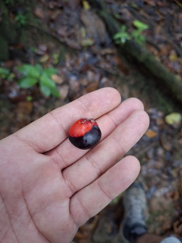Ormosia monosperma observed 2026-05-20