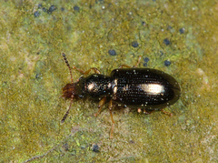 Salpingus planirostris