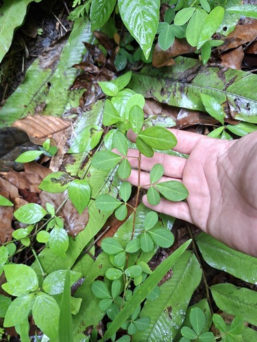Grona adscendens observed 2026-05-20