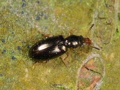 Salpingus planirostris