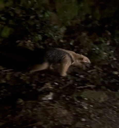 Southern Tamandua