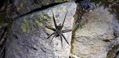 Dolomedes raptor