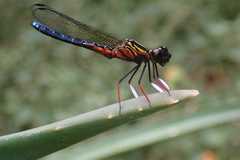 Platycypha caligata caligata