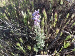 Lupinus sparsiflorus