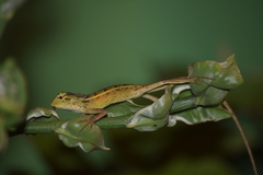 Calotes versicolor