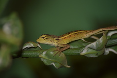 Calotes versicolor