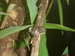 Dendropsophus marmoratus