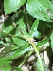 Alternanthera denticulata