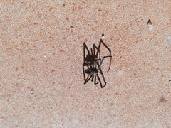 Araneae