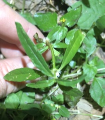 Alternanthera denticulata