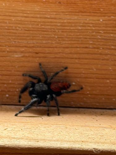 Johnson's Jumping Spider