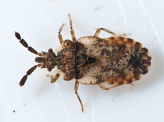 Aradus depressus