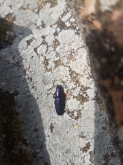 Temnoscheila caerulea