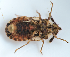 Aradus depressus