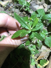 Alternanthera denticulata