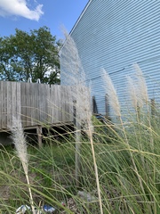 Austroderia richardii