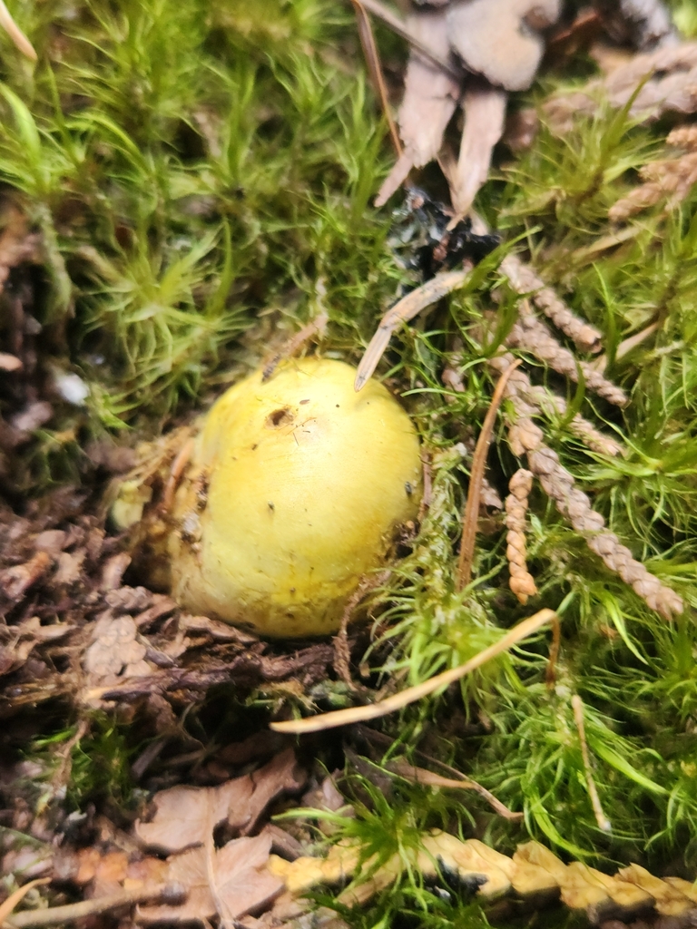 Truncocolumella citrina · May 2026 · photo: Photo: (c) Alex Reitan, some rights reserved (CC BY) · iNaturalist