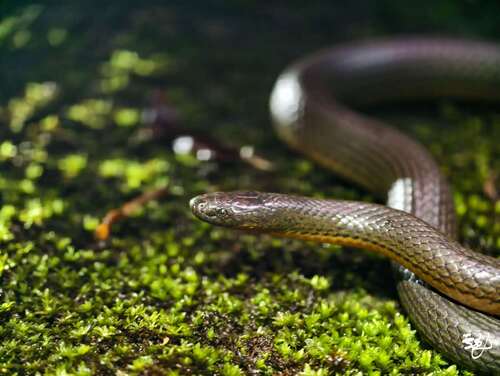 Maxwell's Mountain Keelback