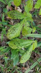 Periclista