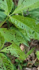 Periclista
