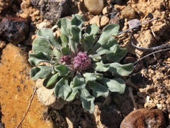 Townsendia florifera