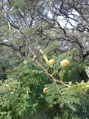 Vachellia aroma