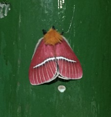 Pseudodirphia menander