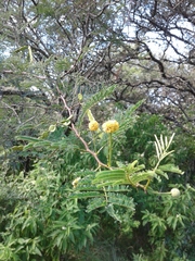 Vachellia aroma