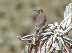 Agriornis albicauda