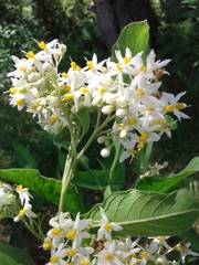 Solanum argentinum