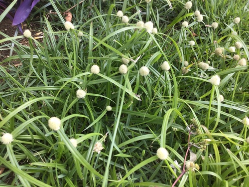 Cyperus mindorensis
