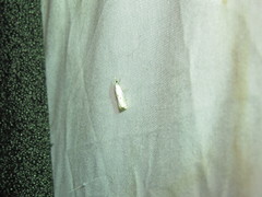 Microcrambus biguttellus