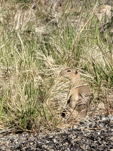Piute Ground Squirrel observed by tiahny