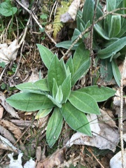 Omalotheca sylvatica